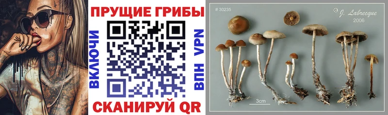 Псилоцибиновые грибы Magic Shrooms  Купить где  Осинники 